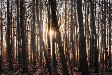 sun star shines through tree trunks