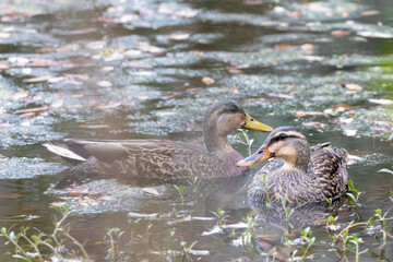Mallard Ducks