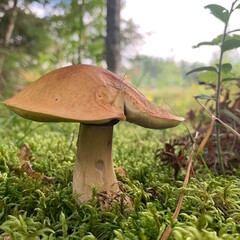 Large Bolete mushroom surrounded by moss in the forest