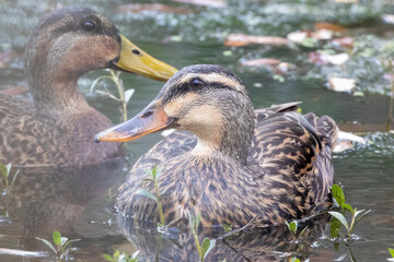 Mallard Ducks