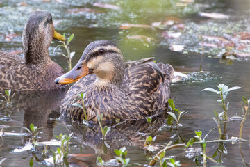 Mallard Ducks