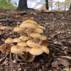 Cluster mushrooms in the woods on the forest floor with brown leaves in autumn