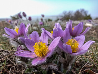 Pasque-flower