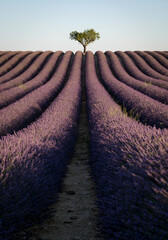 La fioritura della lavanda in Provenza