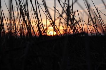 Sunset through the Grass
