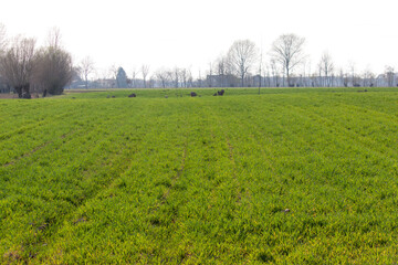 Green cultivated field in north Italy during spring time - photo