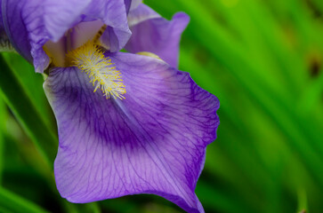 Blue flower growing amongst the grass. Purple iris flower on dark background. Blooming iris versicolor close up.