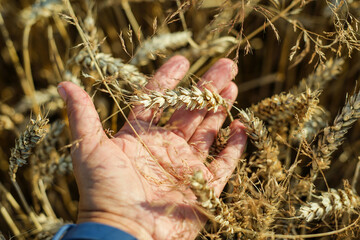 Dłoń trzymająca dojrzałe zboże na złotym polu pszenicy © Kubista