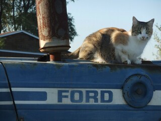 Cat on Ford Tractor