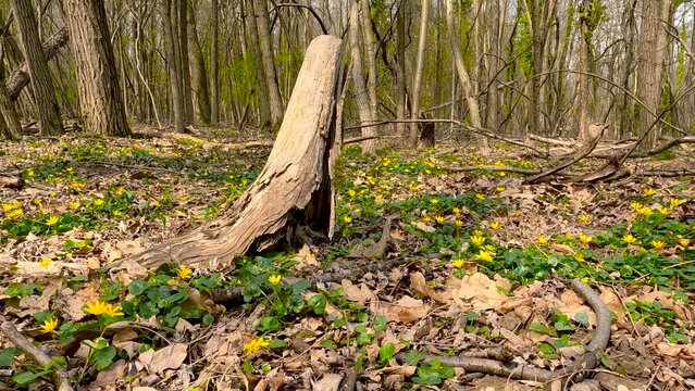 Spring Landscape in the Woods with Yellow Flowers