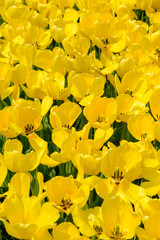 Obraz premium Blumenwiese 