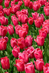 Fototapeta premium Tulpen 