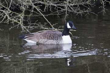 Canada Geese (Branta Canadensis) on Leeds Liverpool Canal, East Marton, Craven District, North Yorkshire, England