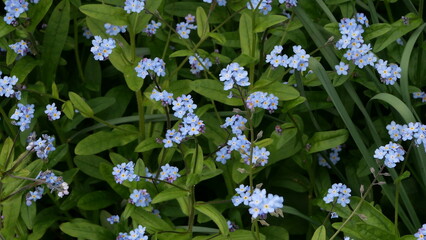 Full frame image of blue forget-me-not flowers and green foliage