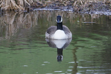 Canada Geese (Branta Canadensis) on Leeds Liverpool Canal, East Marton, Craven District, North Yorkshire, England