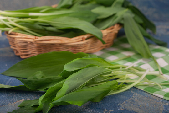 Fresh wild garlic leaves in a wicker basket. Healthy edible leaves for salad or spread. Sremus, allium ursinum.