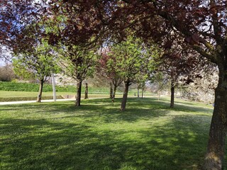 Fototapeta na wymiar Promenade dans un grand parc un peu aéré, avec de l'ombre et des arbres au feuillage coloré brun, marron, vert ou rouge, sur un magnifique gazon bien entretenu