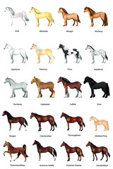 set of horse, shire, percheron, appaloosa, mongol etc.