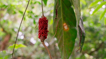 Red fruit in the jungle of the Dominican Republic.