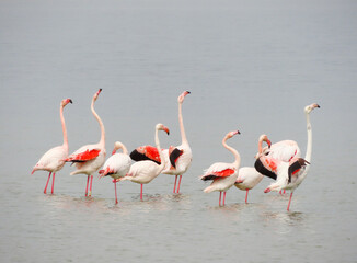 Groupe de flamands roses de l’étang du Méjean, Occitanie