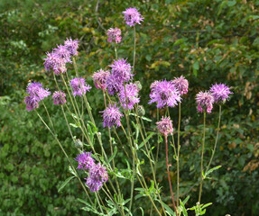 Obraz premium Cornflower (Centaurea scabiosa) blooms among herbs