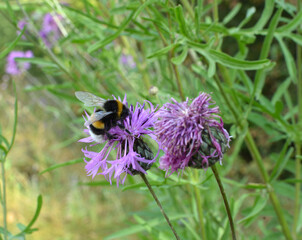 Cornflower (Centaurea scabiosa) blooms among herbs