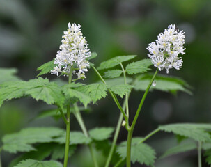 The perennial, rare, poisonous plant Actaea spicata grows in the wild
