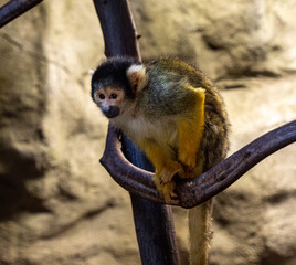 Squirrel Monkey (Saimiri sciureus) sit on a branch. Karlsruhe Zoo. Germany, Europe