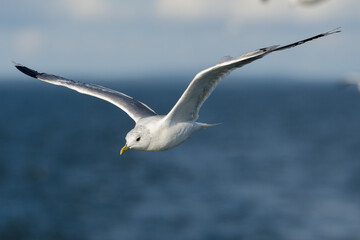 Fliegende Silbermöwe über dem Meer mit Horizont und Himmel