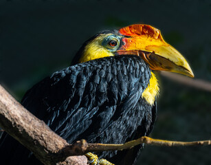 Wrinkled Hornbill, Sunda Wrinkled Hornbill or Aceros Corrugatus in a tree sitting on a branch