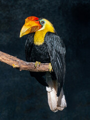 Wrinkled Hornbill, Sunda Wrinkled Hornbill or Aceros Corrugatus in a tree sitting on a branch