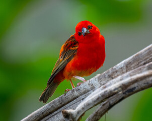 Red fody (Foudia madagascariensis) perched on a branch