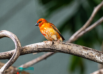 Red fody (Foudia madagascariensis) perched on a branch