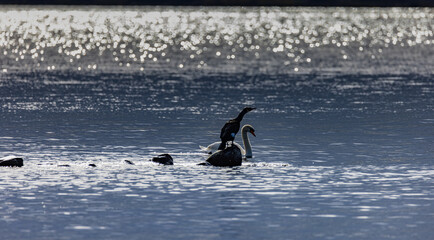 Rams Island, Lough Neaghs largest Island, freshwater lake, County Antrim, Northern Ireland