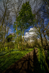 Rams Island pathway, Lough Neaghs largest Island, freshwater lake, County Antrim, Northern Ireland