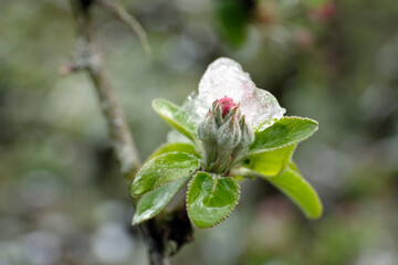 Apfelbaumblüten unter einer Eisschicht