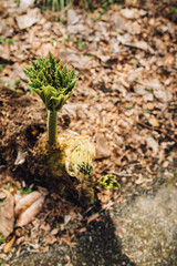 young Gunnera, herbaceous flowering plants in the family Gunneraceae, Dinosaur Food