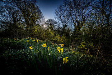 Daffodil spring on Rams Island, Lough Neaghs largest Island, freshwater lake, County Antrim,...