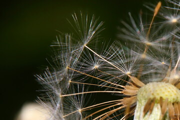 close up of dandelion seeds