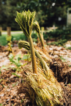 Young Gunnera, Herbaceous Flowering Plants In The Family Gunneraceae, Dinosaur Food