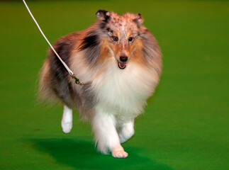 Shetland Sheepdog at a dog show