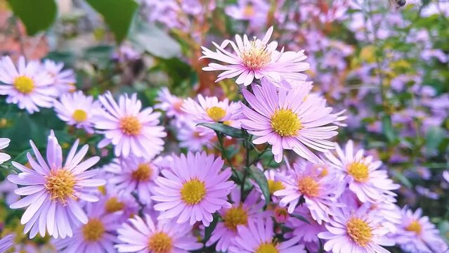 violet daisies in a garden. Vibrant bright purple garden flowers