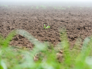 First green stalks on the brown field with fog in the background