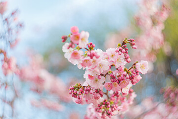 Art photography of blooming flowers cherry tree in springtime. Spring florets in a garden in sunny day. Nature background with blossoming Sakura. Grainy texture and noise on all image surface.