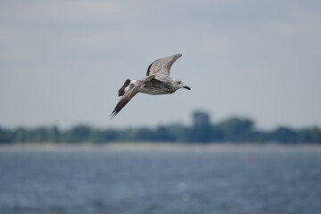 Fototapeta na wymiar Fliegende Silbermöwe im Jugendkleid über Wasser mit Horizont und Küstenlinie im Hintergrund