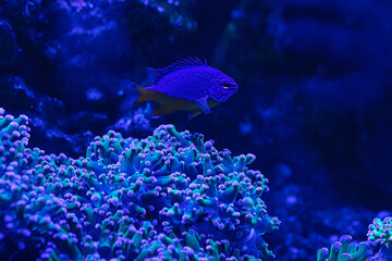 Fototapeta na wymiar Euphyllia glabrescens AKA Euphyllia Torch and fish in a reef aquarium. Reef coral shore.