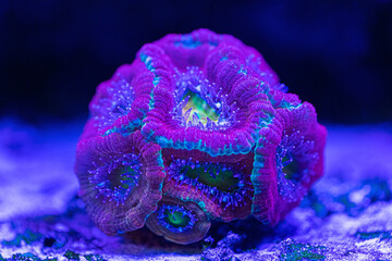 Colorful Acantasterea micromoussa lordhovensis close-up. Seawater aquarium.