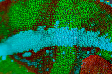 Close-up of the skin of a panther chameleon. Macro photo of texture.