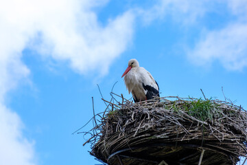 Ooievaar -  Stork