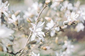 Art photography of blooming white magnolias with blurred background and bokeh and a grainy texture. Shallow depth of field. The artistic intend and the filters. Film style old lens. Airy atmosphere